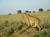 Murchison falls national park Travel Forum Reviews