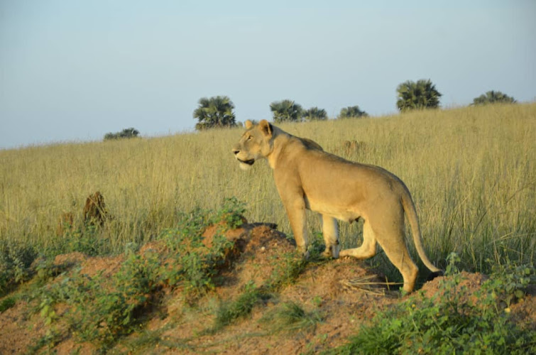 Murchison falls national park