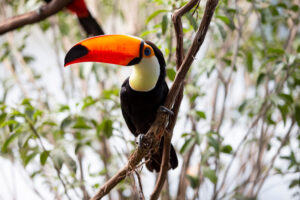 National Aviary