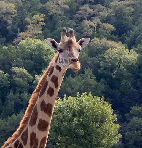 Natural Bridge Wildlife Ranch