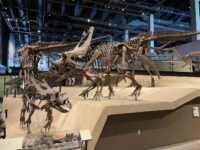 Natural History Museum of Utah Travel Forum Reviews