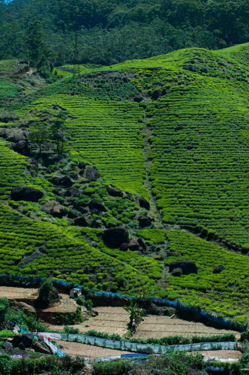 Beautiful landscapes at Nuwara Eliya