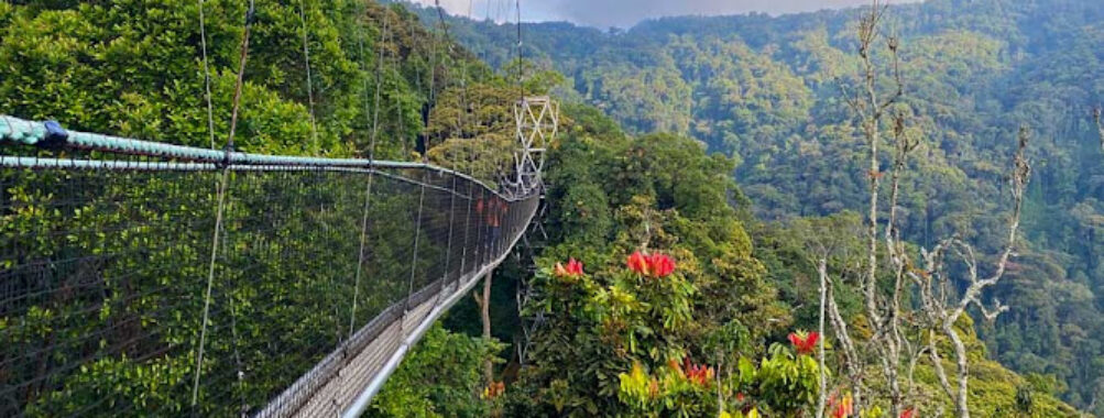 Nyungwe Forest National Park Travel Forum Reviews