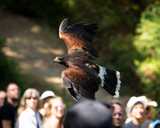 Pacific Northwest Raptors