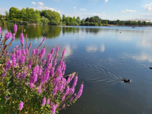 Parc de loisirs Jacques Vernier