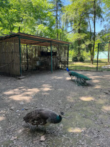 Peacocks cage