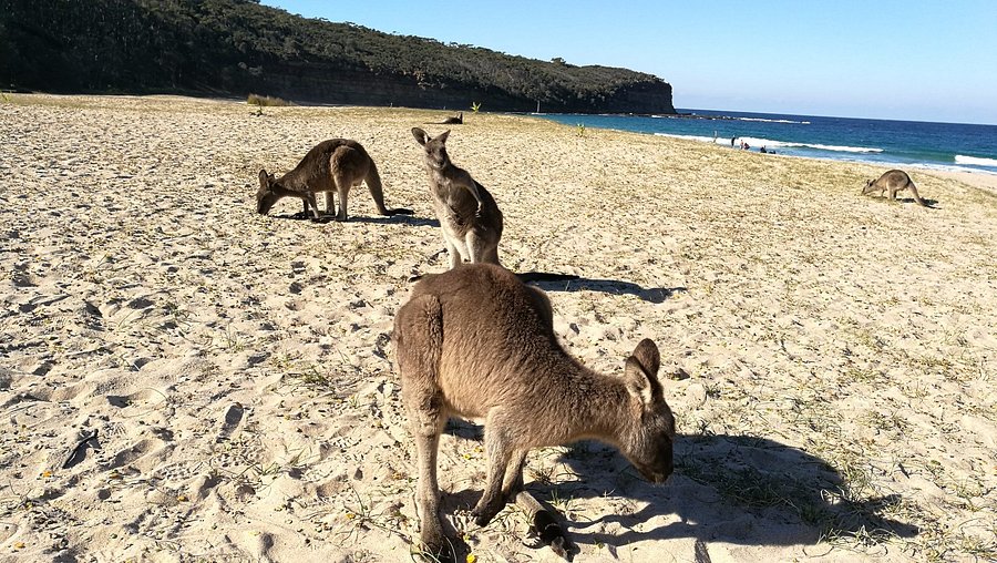 Kangaroos at Pebbly beach