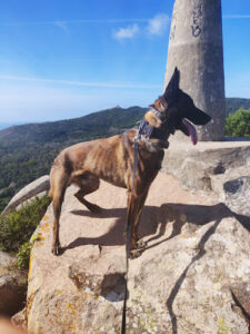 Pedra Amarela Campo Base