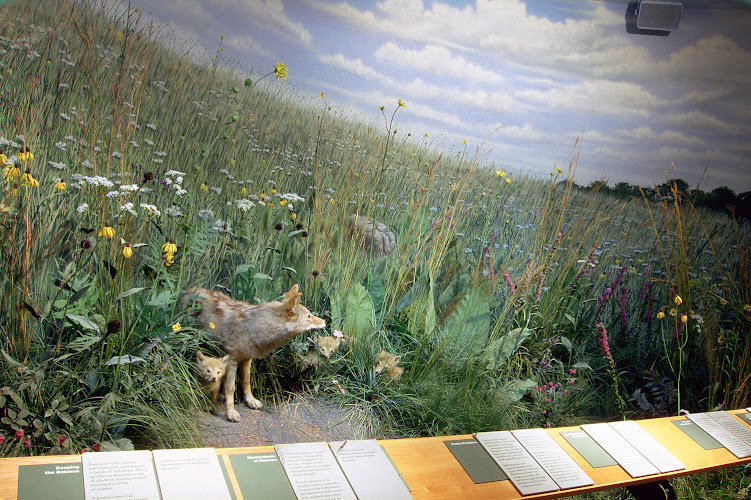 Peggy Notebaert Nature Museum