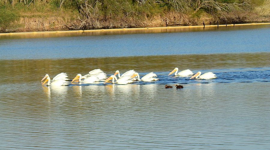 White pelicans at a lake in Edinburg, Texas