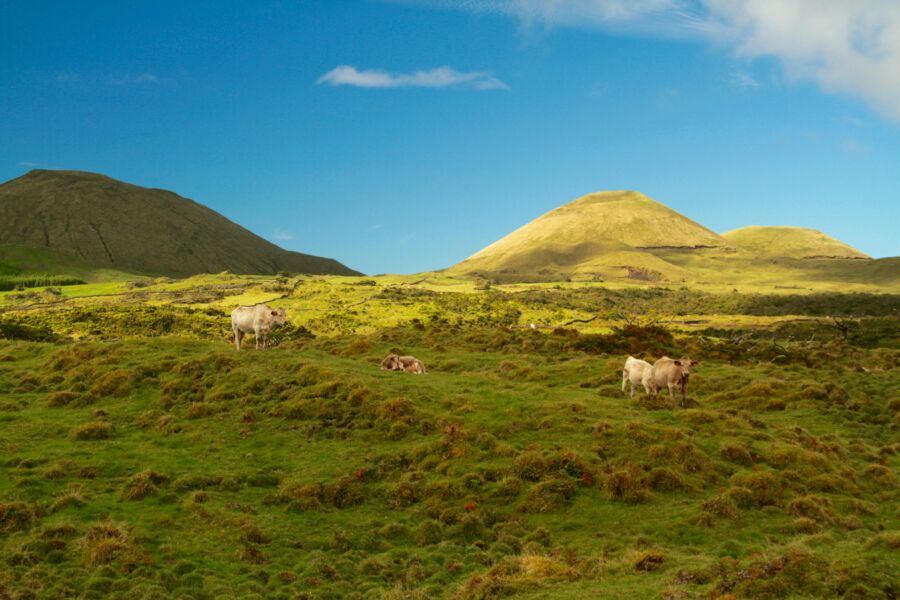 Cattles grazing the valley in Ponta Delgada