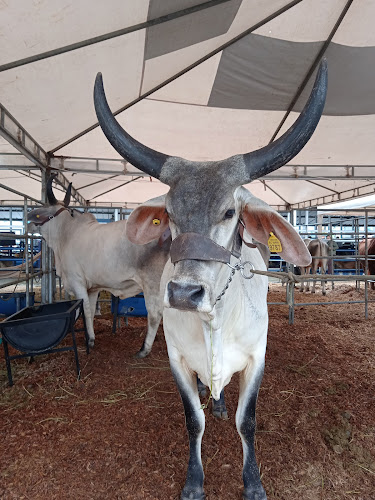 Recinto Ferial Plaza De Toros Lago Agrio