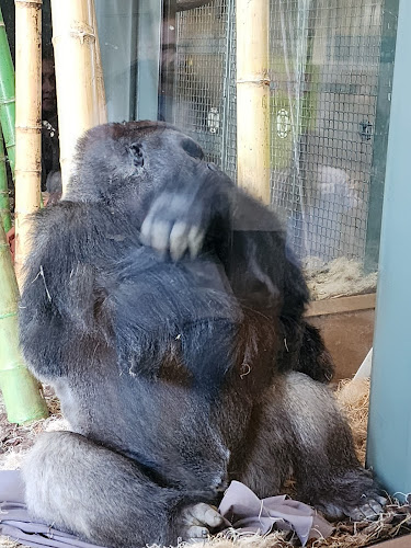 Regenstein Center for African Apes