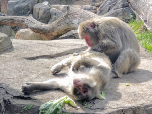 Regenstein Macaque Forest