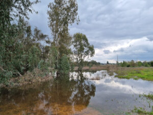 Rehovot Winter Pond