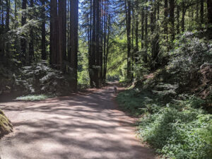 Reinhardt Redwood Regional Park