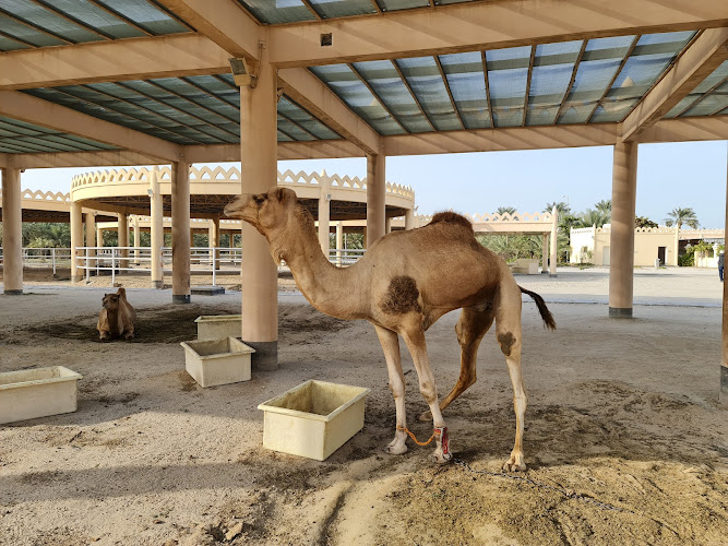 Royal Camel Farm