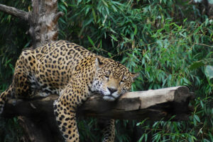 Sacramento Zoo