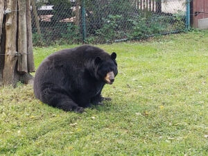 Salato Wildlife Education Center