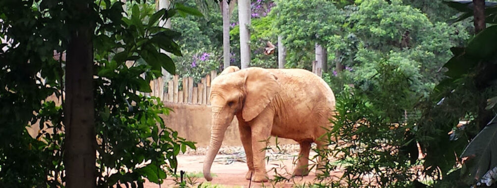 São Paulo Zoo Travel Forum Reviews