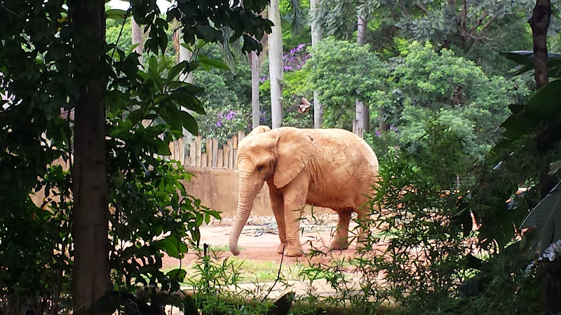 São Paulo Zoo