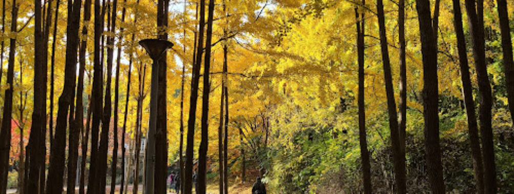 Seoul Forest Park Travel Forum Reviews