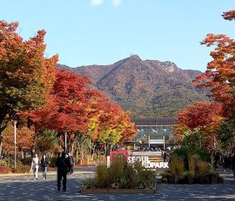 Seoul Grand Park Travel Forum Reviews