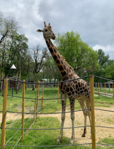 Skopje Zoo