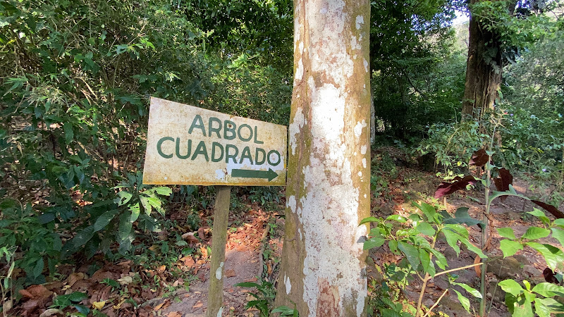 Square Trees Nature Trail (Arboles Cuadrados)