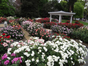 State Capitol Park World Peace Rose Garden