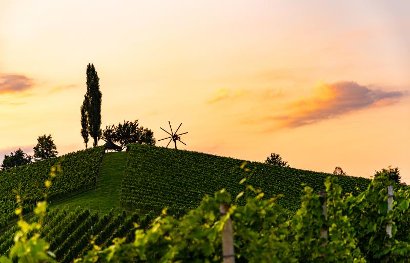 Sunset at the wine country vineyards in Austria