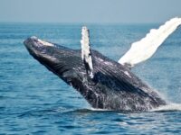 TUI Tours: Whale and dolphin watching from Trincomalee Review