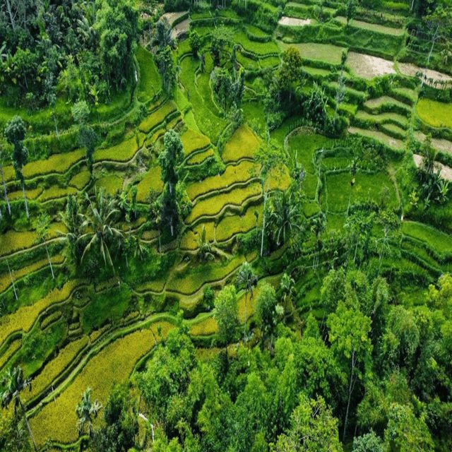 Aerial view of Tetebatu rice terraces