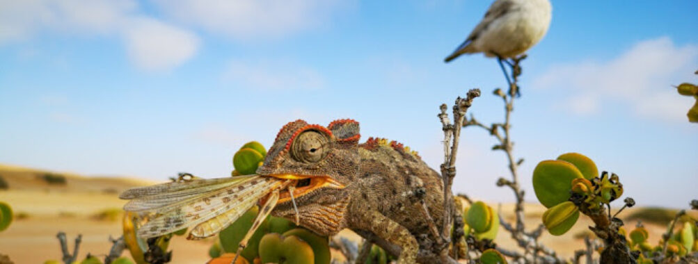 Tommy's Living Desert Tours Travel Forum Reviews