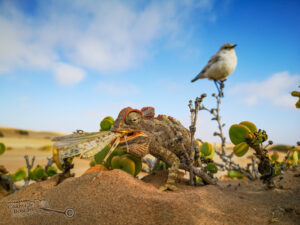 Tommy's Living Desert Tours