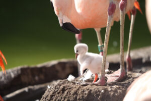 Tracy Aviary at Liberty Park