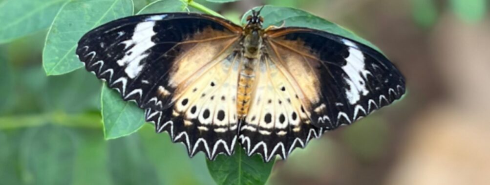 Tropical Butterfly House Wildlife Conservation Park Travel Forum Reviews