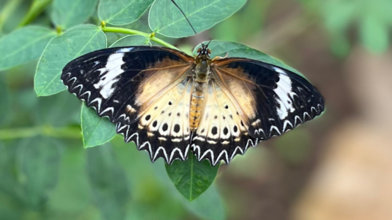 Tropical Butterfly House Wildlife Conservation Park