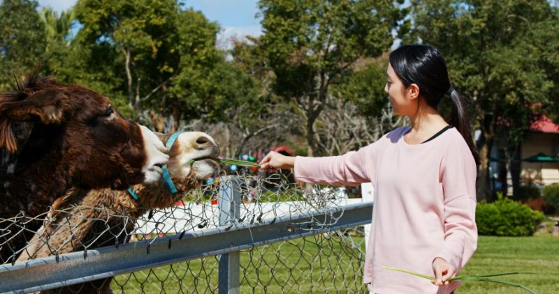 Woman feeding donkey at Ueno Zoological Gardens