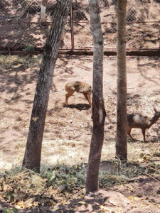 Villas Del Bosque Animal Park