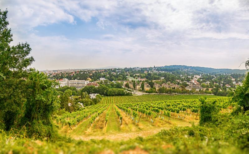 Vineyards of lower austria