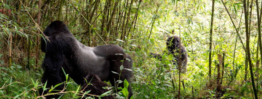 Volcanoes National Park Travel Forum Reviews