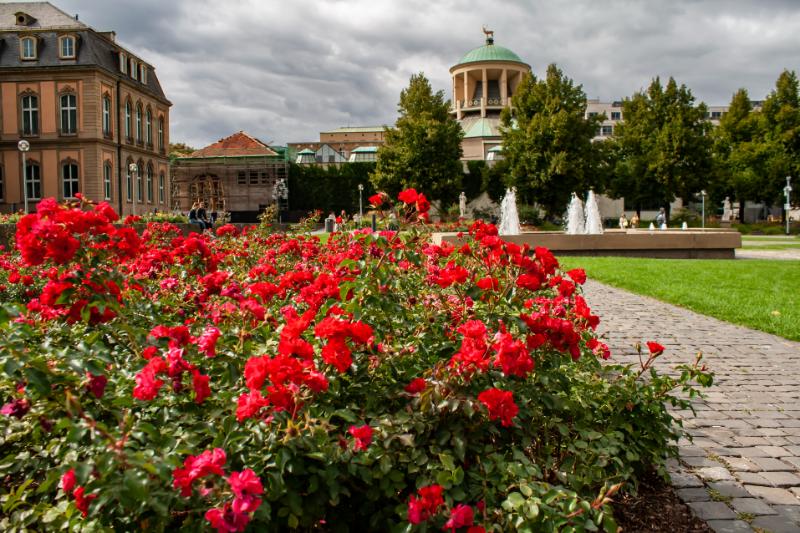 Red roses in bloom at Vrtba Garden