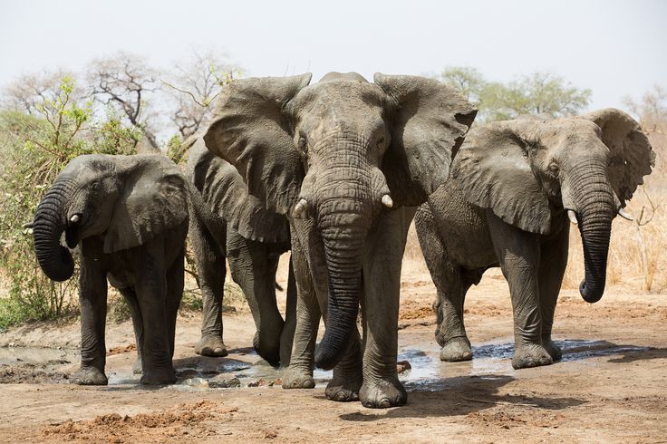 Zakouma National Park