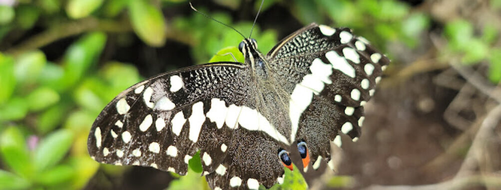 Zanzibar Butterfly Centre Travel Forum Reviews