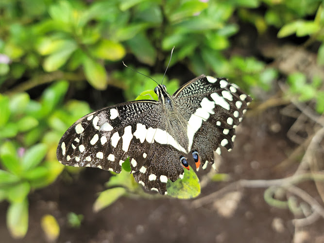 Zanzibar Butterfly Centre