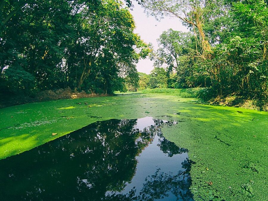 Acharya Jagadish Chandra Bose Indian Botanic Garden