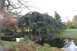 Arboretum of the Valley of Wolves