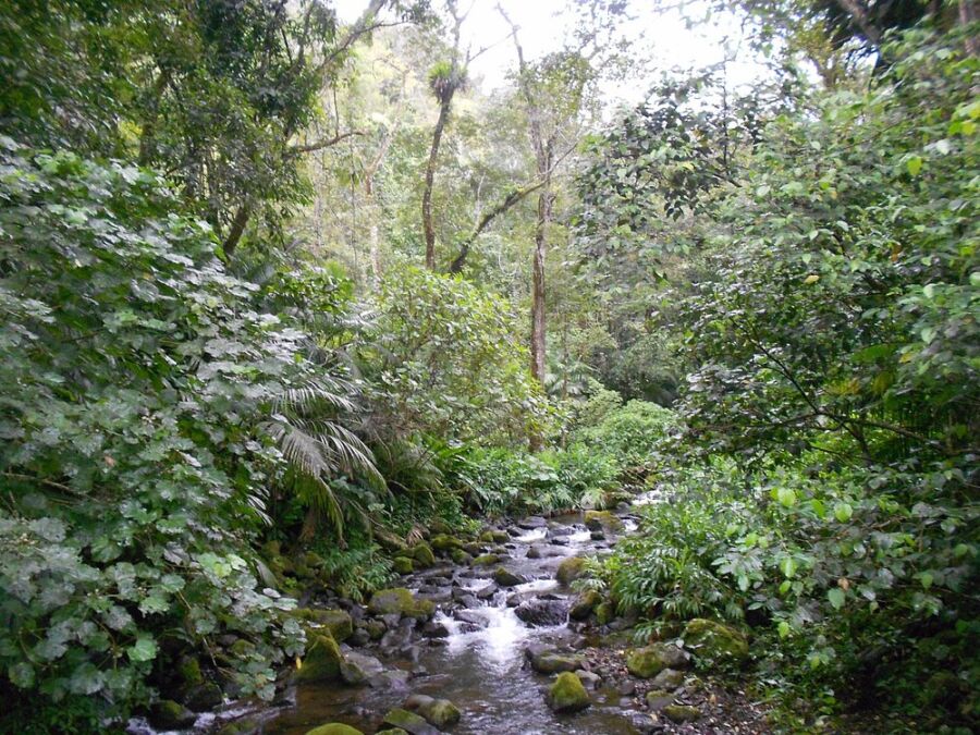 Reserva ecológica BENITO JUÁREZ