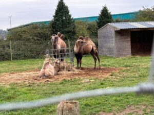 Bridlington Animal Park